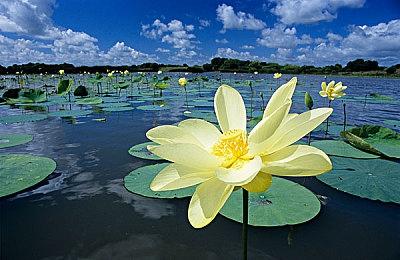 《游戏王：大师决斗》下载量突破5000万 发放1000宝石奖励